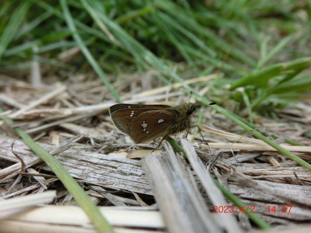 ついに出た！ミヤマチャバネセセリ | ハイム蝶百科図鑑